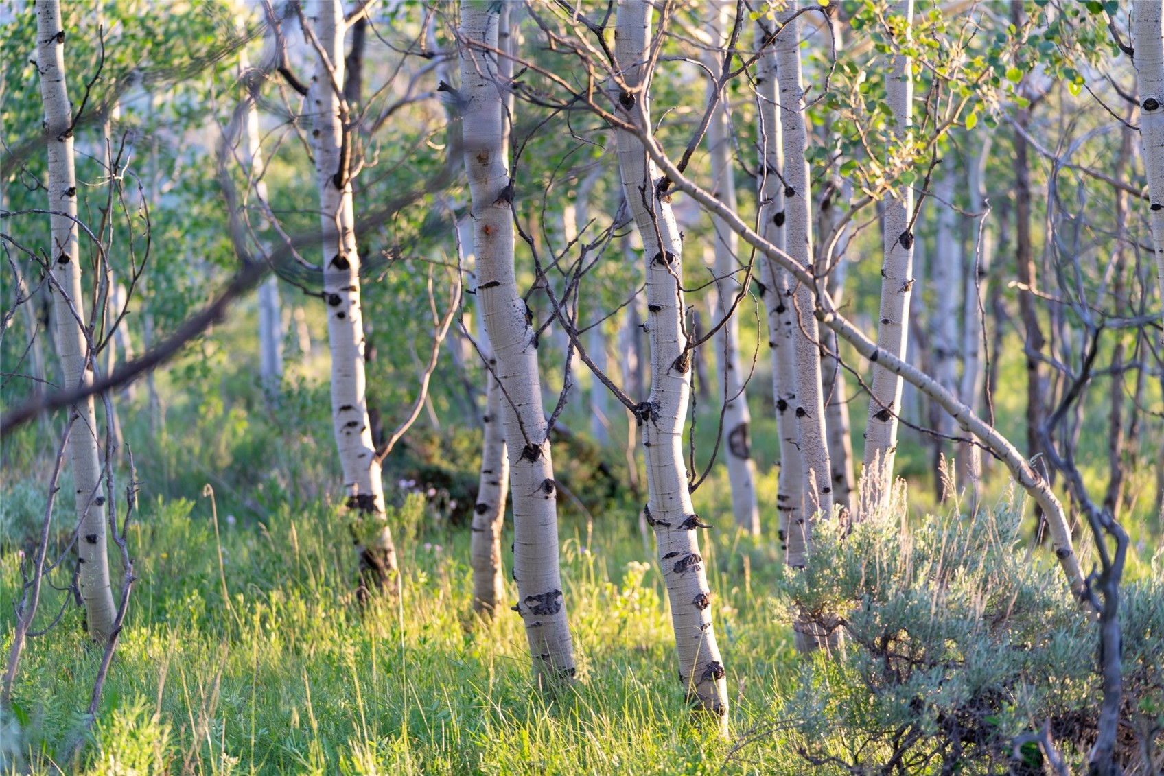 2150 Elk Run Road Silverthorne, CO 80498 - Photo 21 of 29 View of aspen on the property.