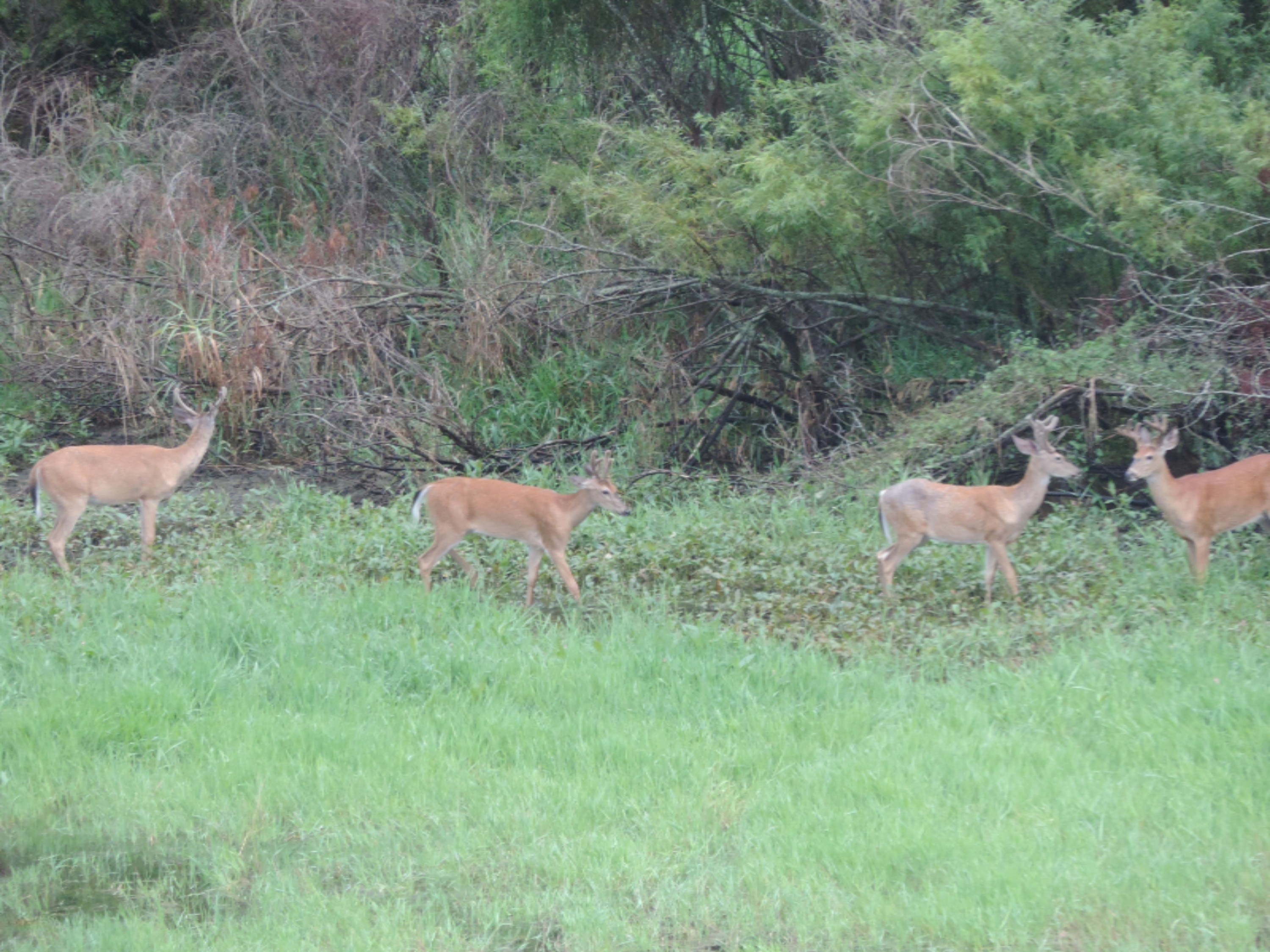 10200 Towner Road Portland, MI 48875 - Photo 33 of 35 Deer2