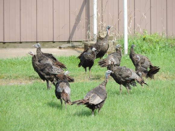 10200 Towner Road Portland, MI 48875 - Photo 34 of 35 Turkeys