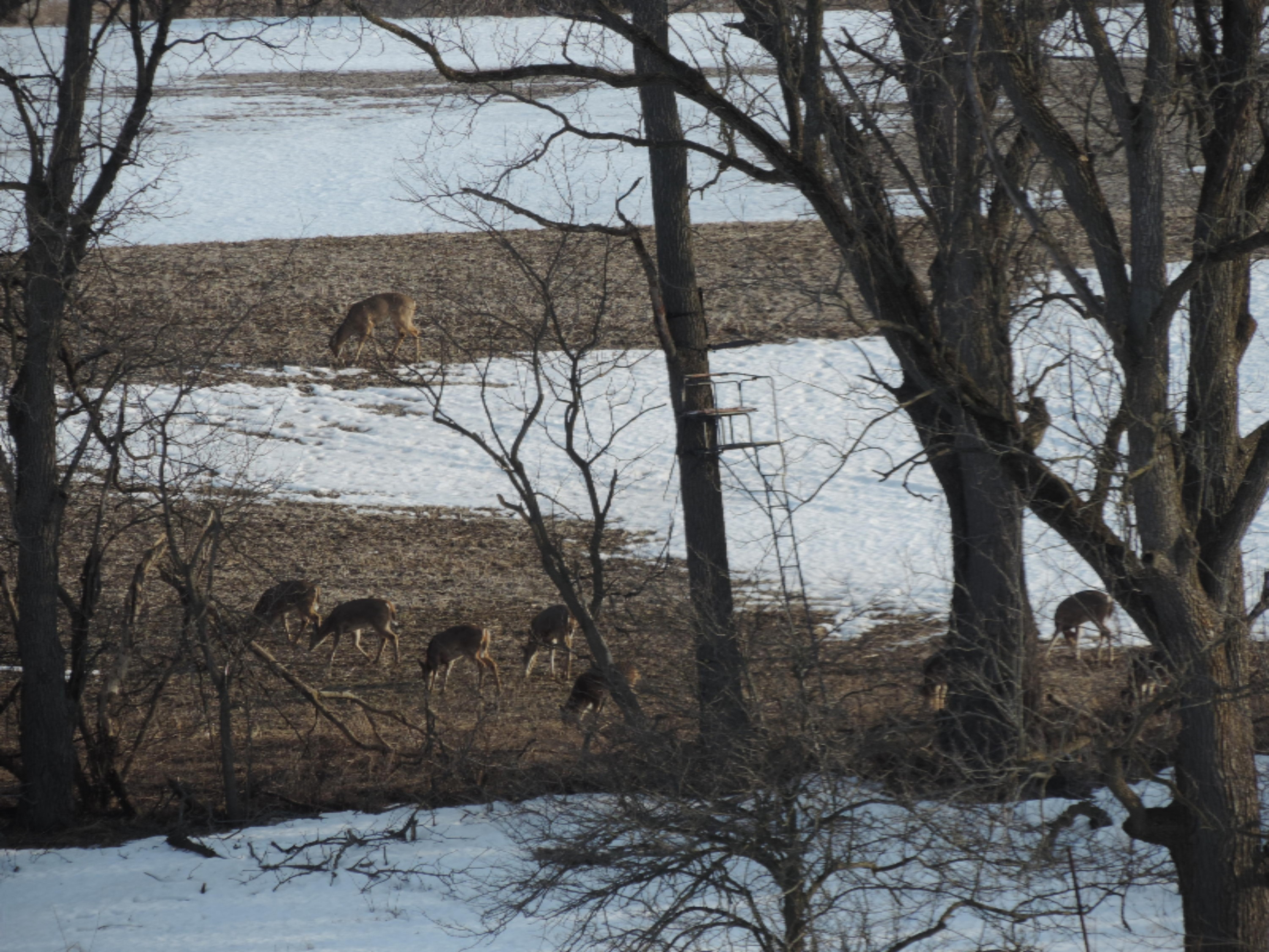 10200 Towner Road Portland, MI 48875 - Photo 35 of 35 Deer