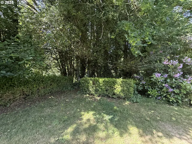 a view of a forest with trees in the background