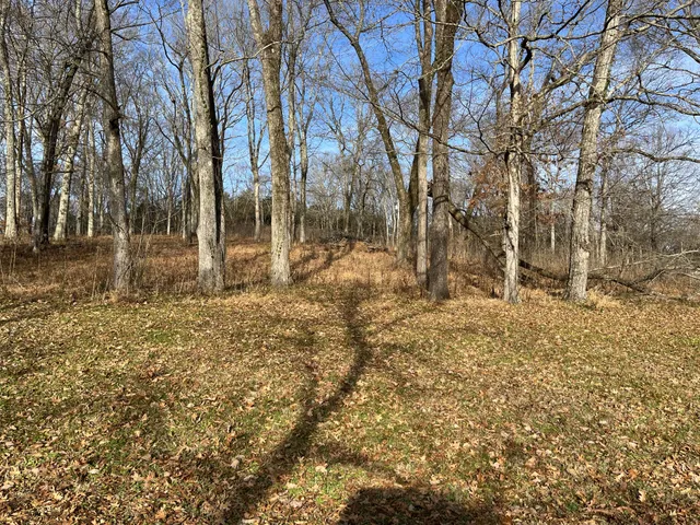a view of a yard with trees