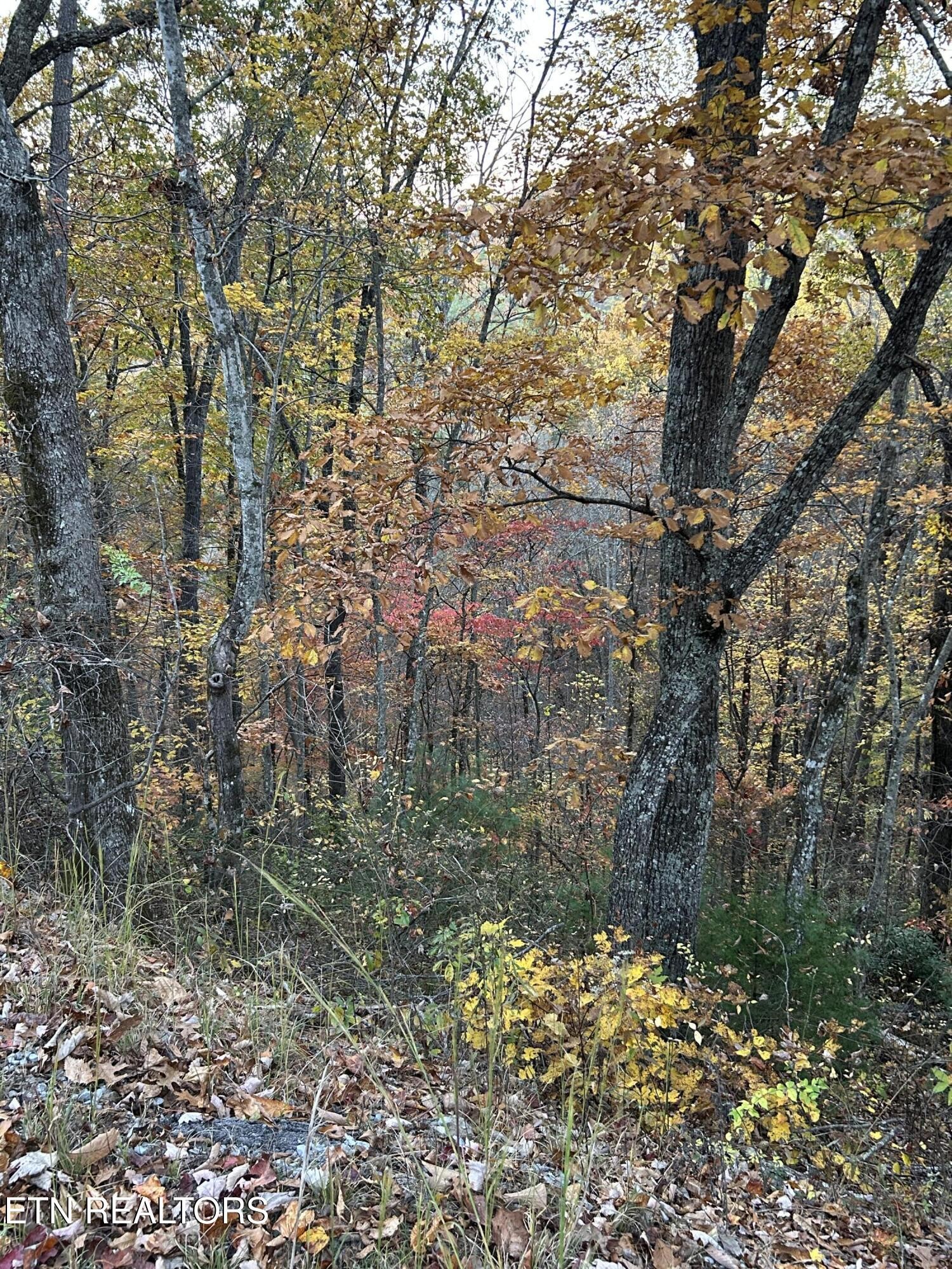 1 Sunset Road Sevierville, TN 37862 - Photo 3 of 6 Gallery Image 3