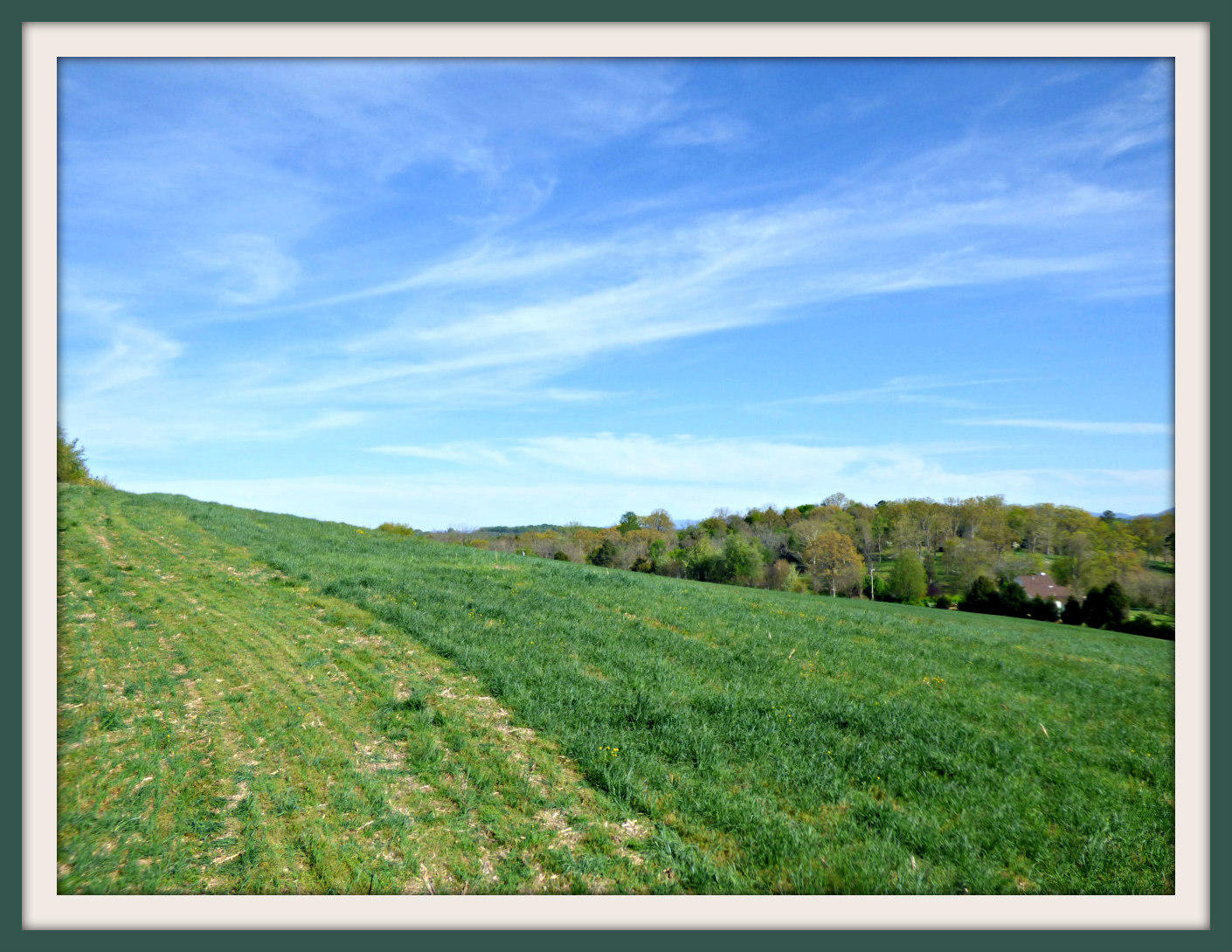 Lot 4 Falcon Road White Pine, TN 37890 - Photo 24 of 33 P1040450f