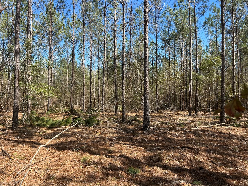 Lot 3-15 -ac Cottonwood Rd/ Phillips Road Cottonwood, AL 36320 - Photo 9 of 49