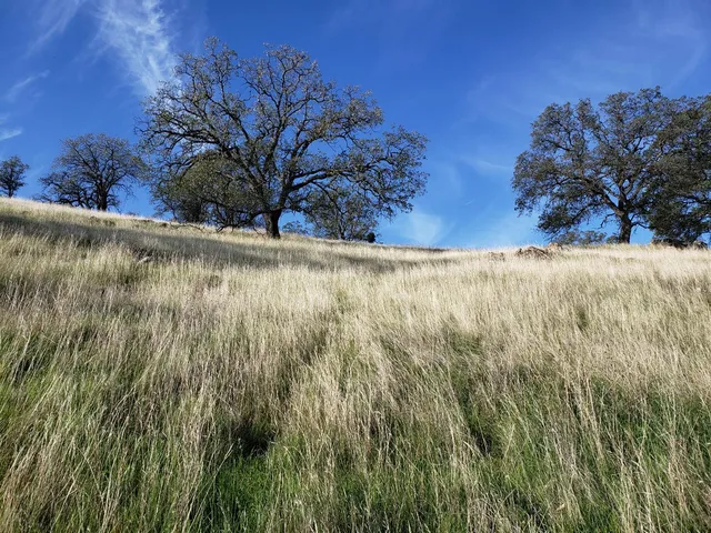 a view of outdoor space and trees