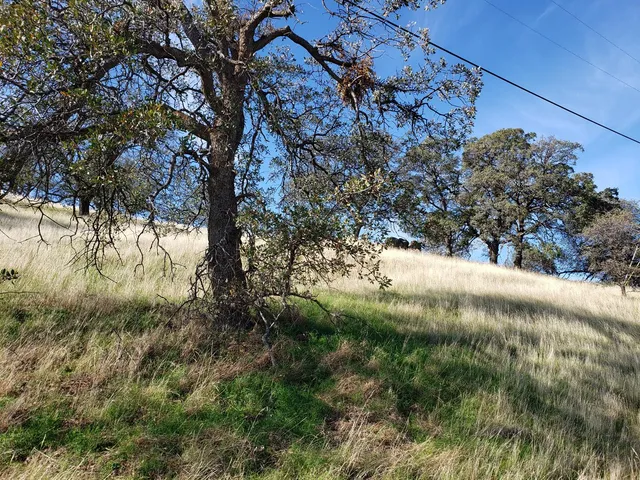 a view of a yard with a tree