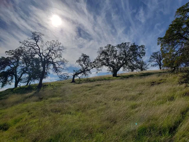 a view of a field with large trees