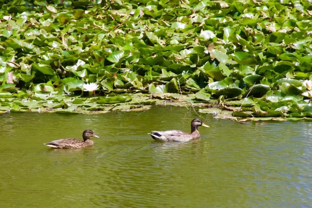 $309,000 | 35109 Highway 79, Unit SPACE #10, Warner Springs, CA 92086