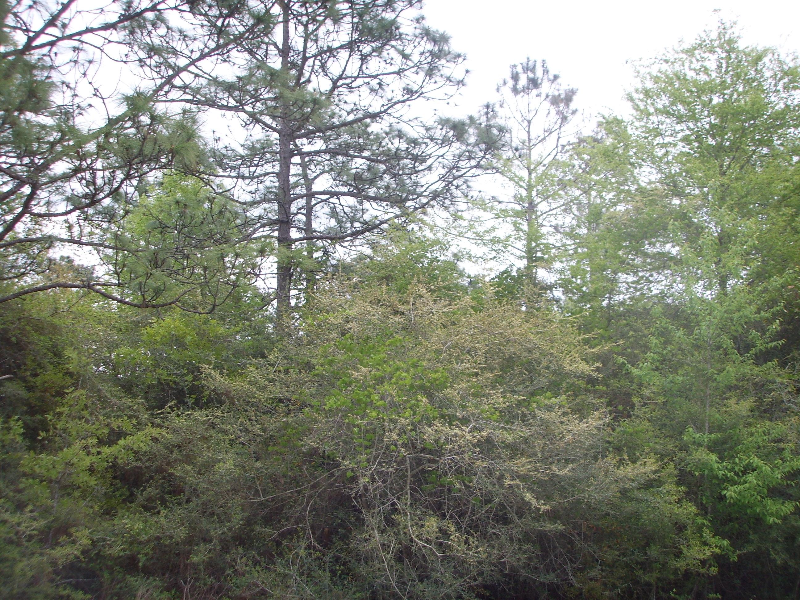 11 Quail Ridge Drive DeFuniak Springs, FL 32435 - Photo 2 of 6 SSL12822