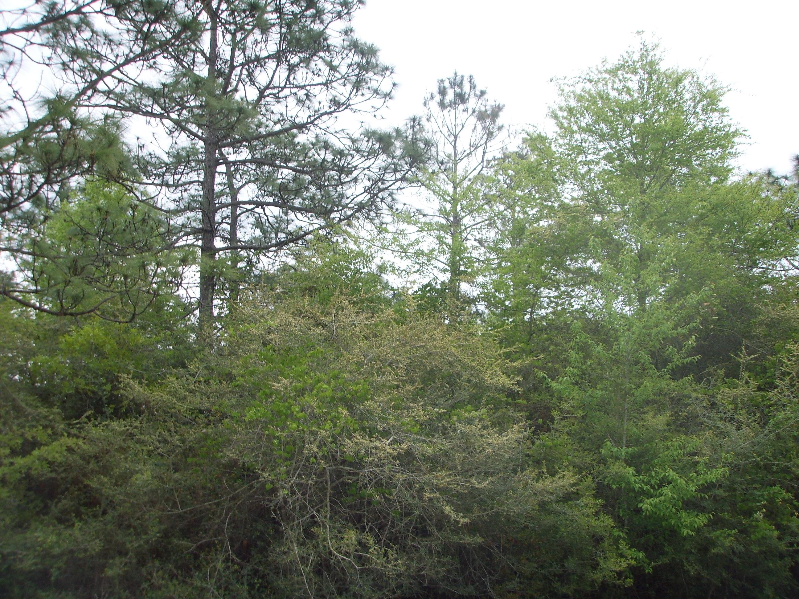 11 Quail Ridge Drive DeFuniak Springs, FL 32435 - Photo 3 of 6 SSL12823