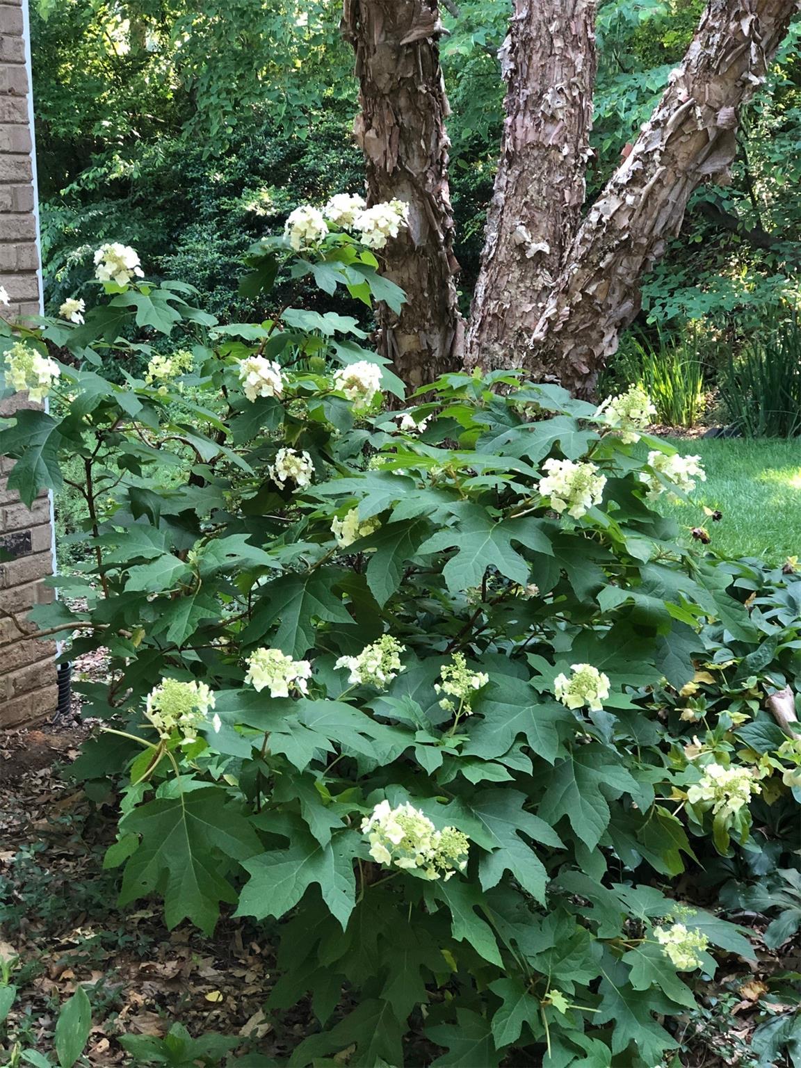 3924 Highview Road Charlotte, NC 28210 - Photo 37 of 45 a plant plant in a tree