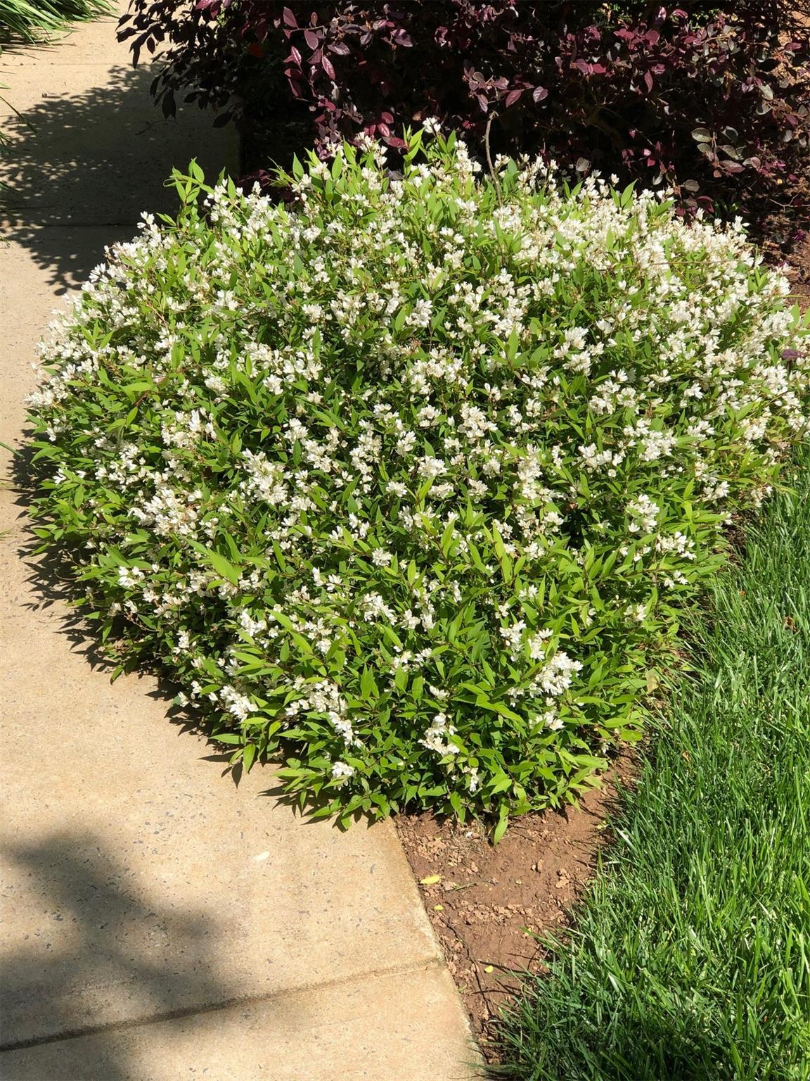3924 Highview Road Charlotte, NC 28210 - Photo 41 of 45 a view of a garden with plants