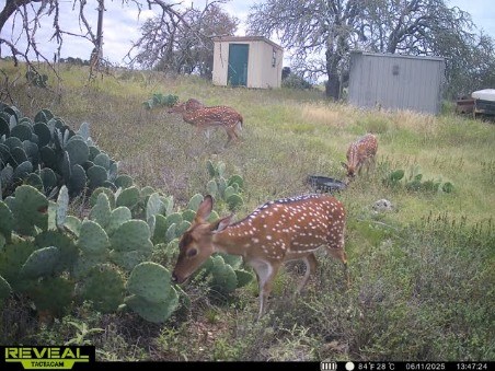18885 Rr 479 Harper, TX 78631 - Photo 2 of 8