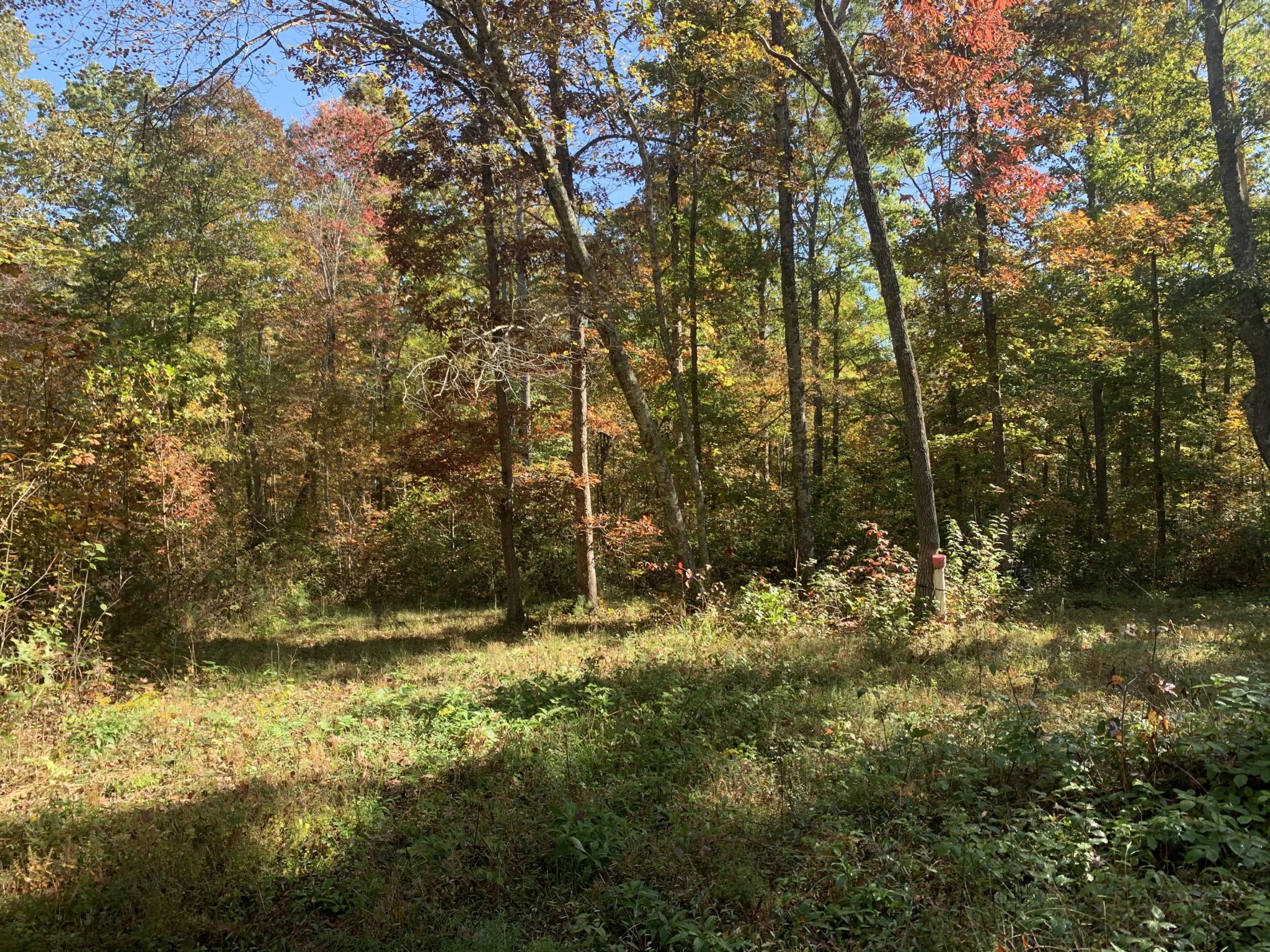 351 Scott Wyatt Road Deer Lodge, TN 37726 - Photo 14 of 20 Gallery Image 14
