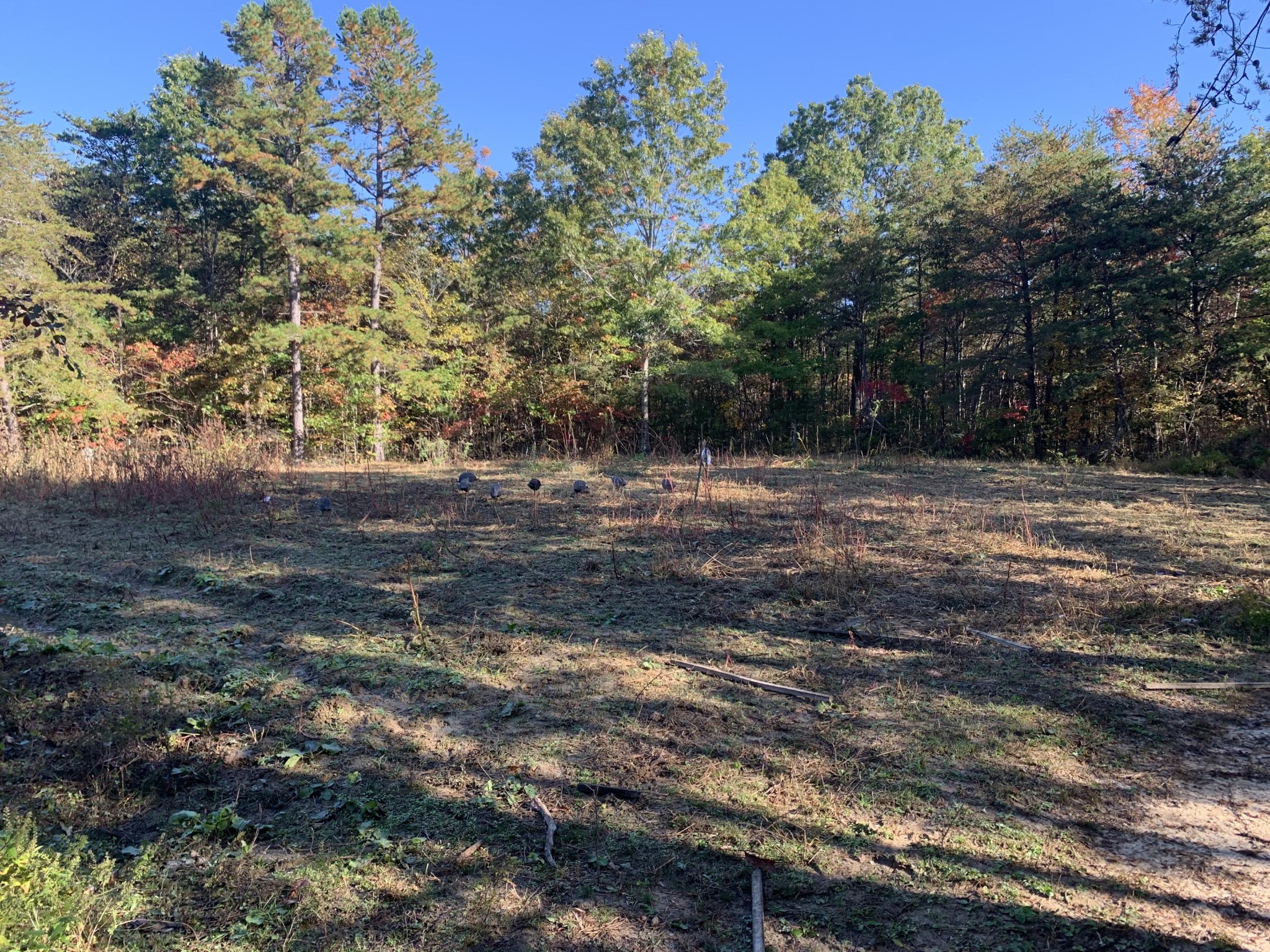 351 Scott Wyatt Road Deer Lodge, TN 37726 - Photo 20 of 20 Gallery Image 20