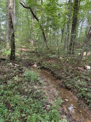 a view of a forest with trees in the background