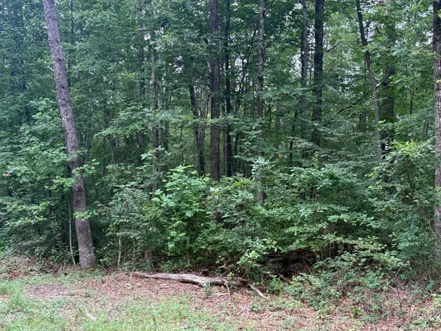 a view of a garden with trees
