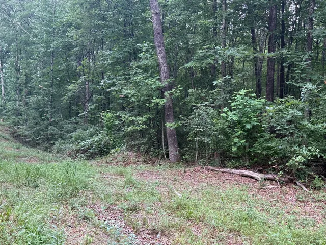 a view of a lush green forest