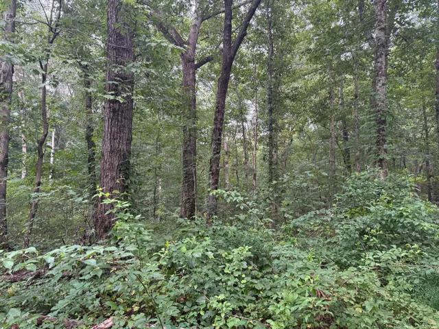 a view of a forest with trees