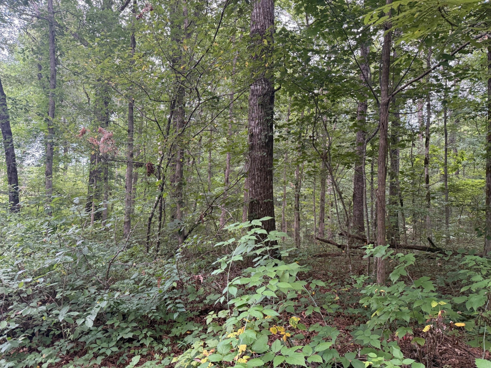 1 Tipple Road Tracy City, TN 37387 - Photo 14 of 21 a view of a forest with trees