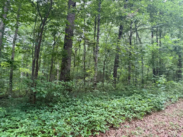 a view of a lush green forest