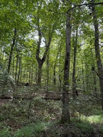 a view of a forest with trees