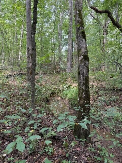 1 Tipple Road Tracy City, TN 37387 - Photo 19 of 21 a view of a forest with trees
