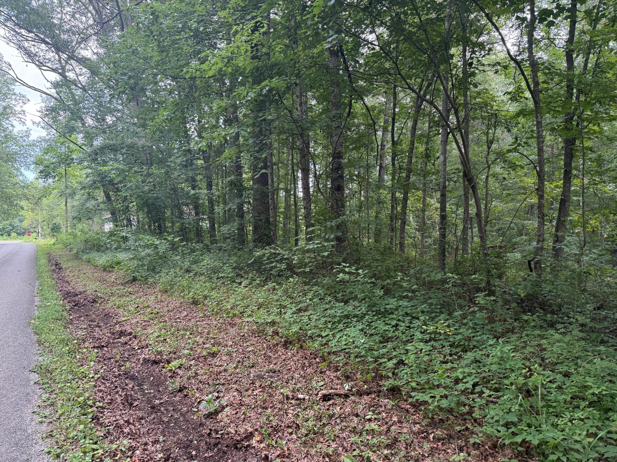 1 Tipple Road Tracy City, TN 37387 - Photo 20 of 21 a view of a forest with trees in the background