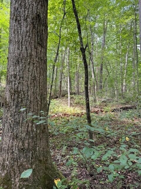 1 Tipple Road Tracy City, TN 37387 - Photo 2 of 21 a backyard of a house with lots of green space