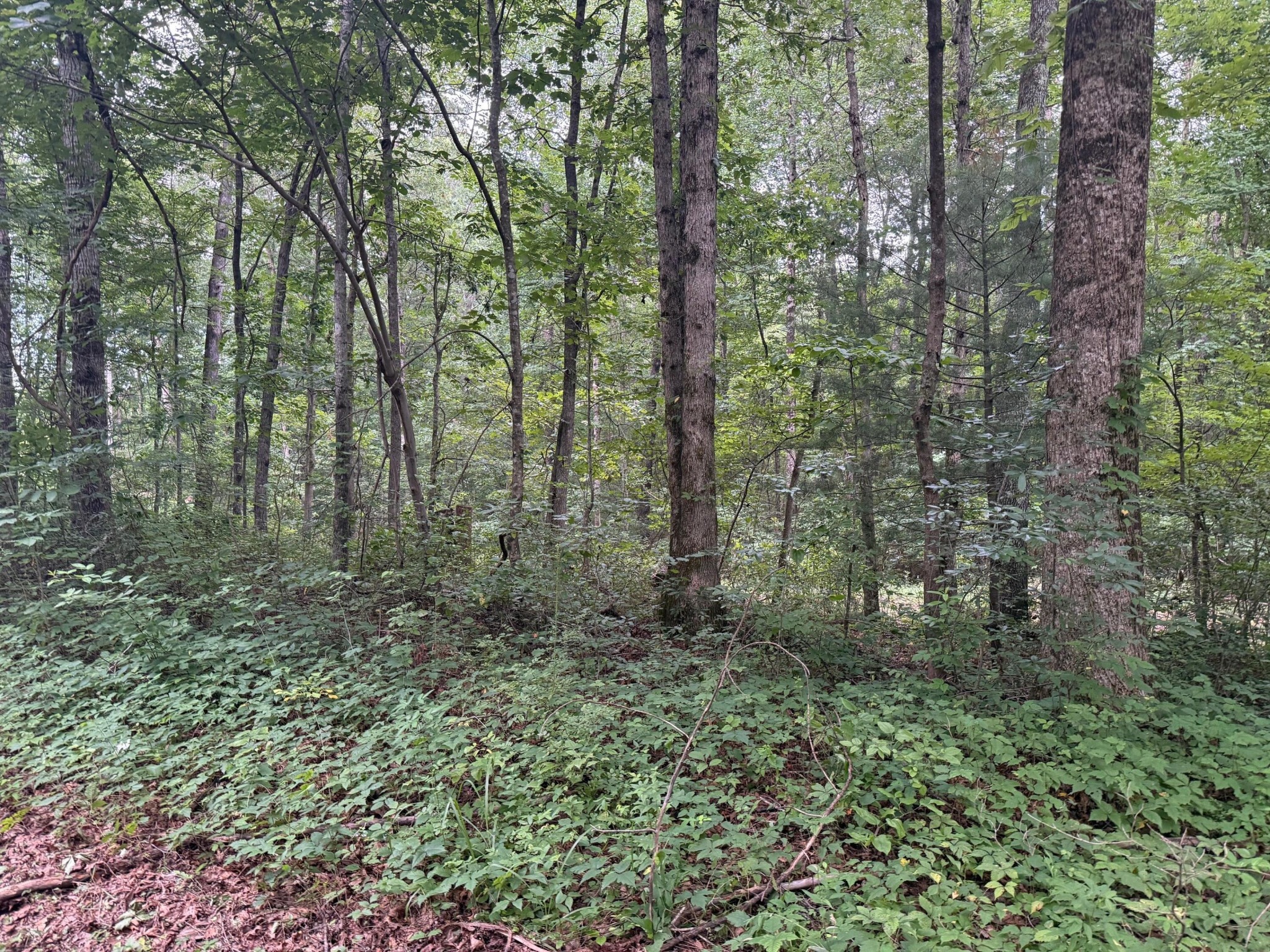 1 Tipple Road Tracy City, TN 37387 - Photo 4 of 21 a view of a forest with trees in the background