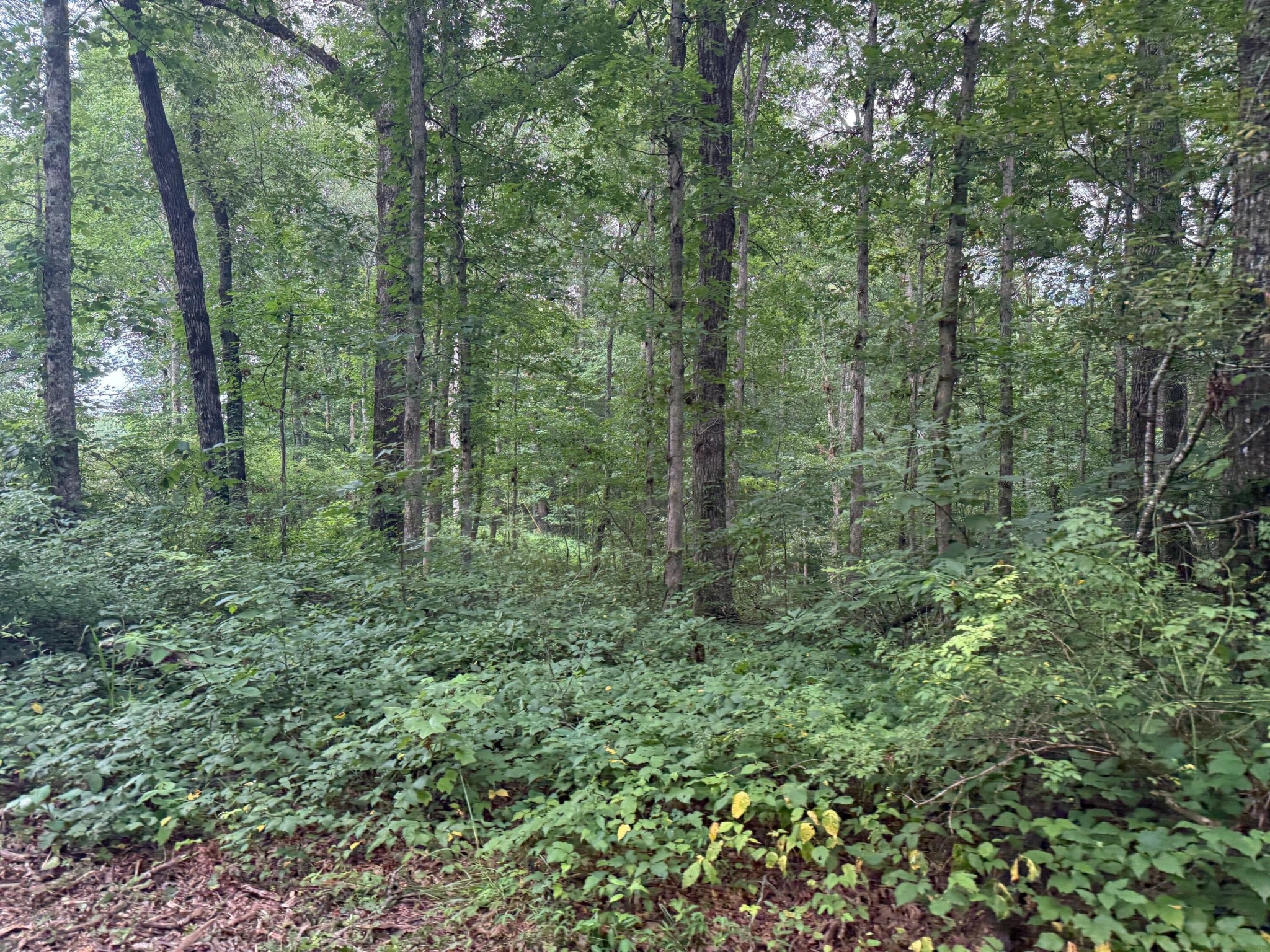 1 Tipple Road Tracy City, TN 37387 - Photo 5 of 21 a view of a lush green forest