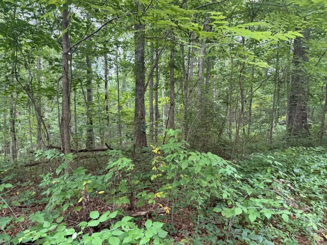a view of a lush green forest