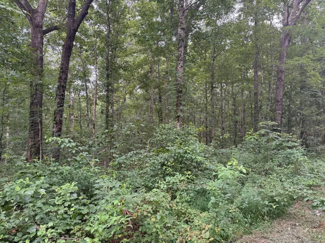a view of a forest that has large trees
