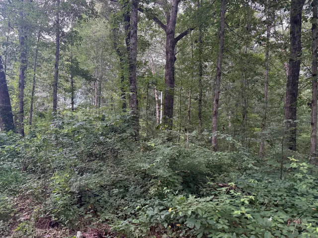 a view of a forest with trees in the background