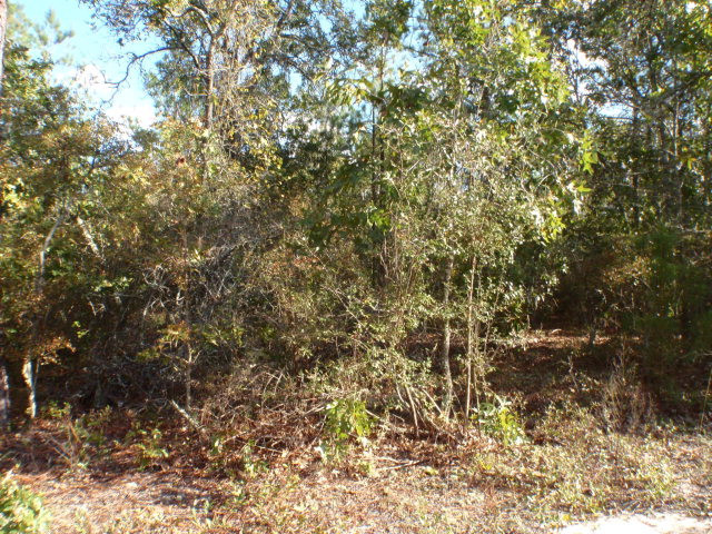 0 Cummings Road Ridge Spring, SC 29129 - Photo 1 of 1