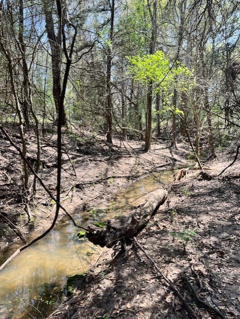 1 Blezinger Road New Ulm, TX 78950 - Photo 22 of 44 Water was moving through the creek even without recent rain.