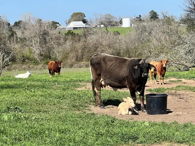 $10,030,680 | 1 Blezinger Road, New Ulm, TX 78950