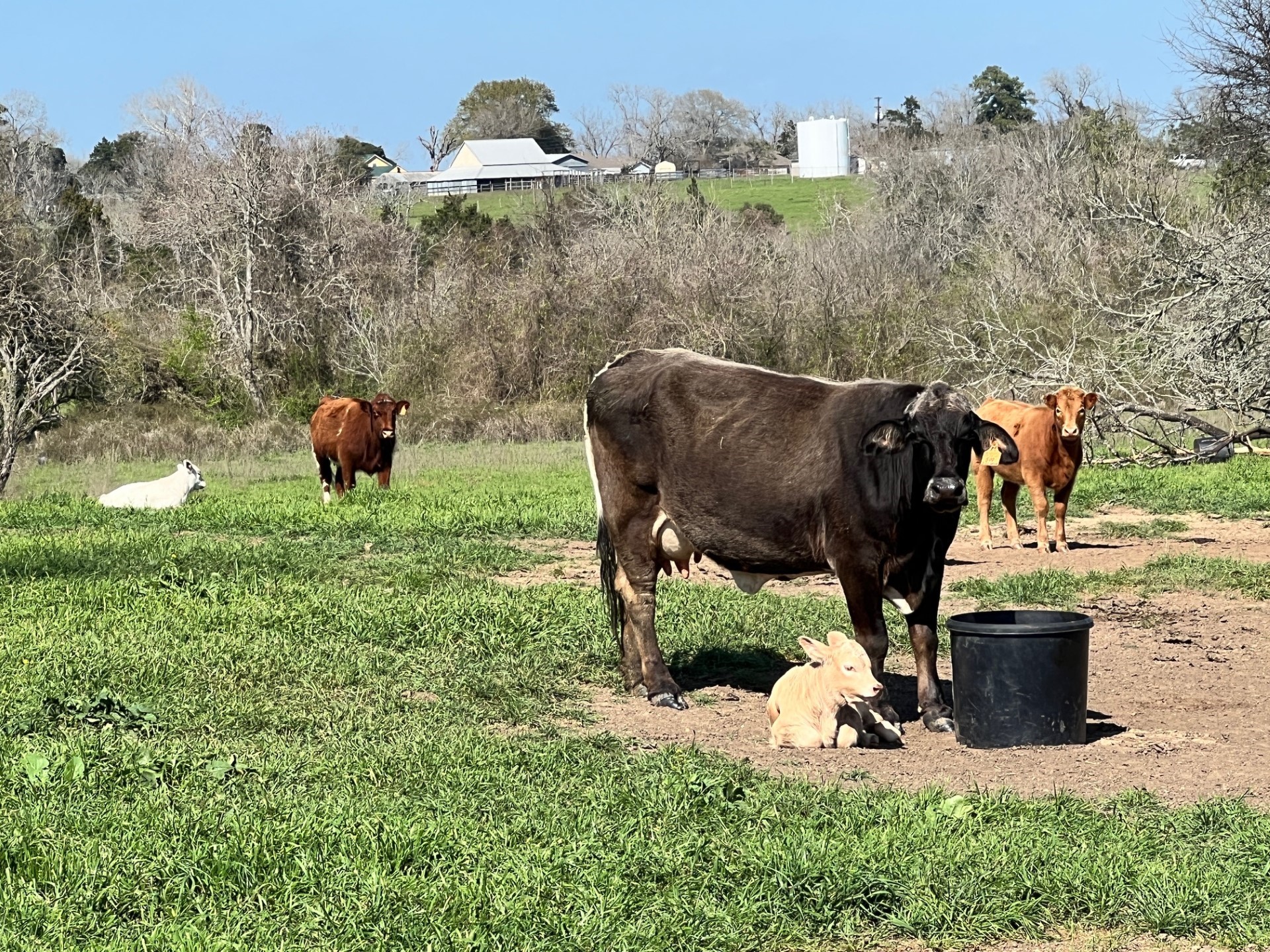 1 Blezinger Road New Ulm, TX 78950 - Photo 31 of 44