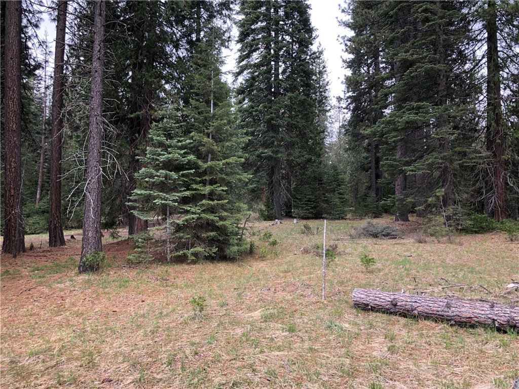 1 Sisson Drive McCloud, CA 96057 - Photo 7 of 7