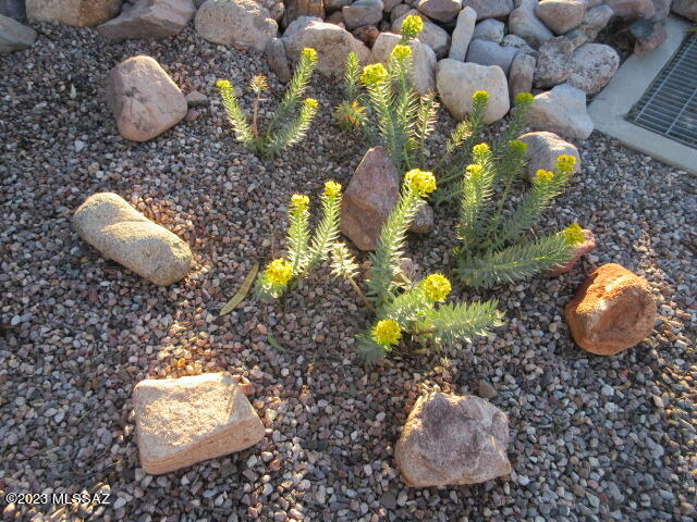 511 Camino Hombre De Oro Rio Rico, AZ 85648 - Photo 7 of 44 a vase of flowers flowers
