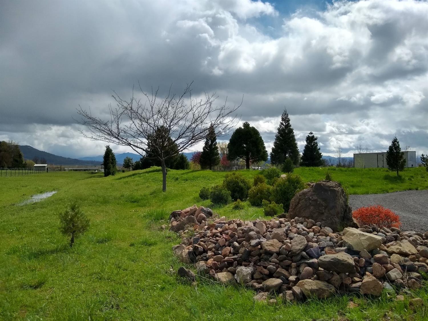 a view of a garden with trees