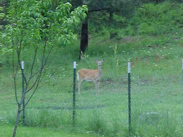 14717 East Bridges Road Elk, WA 99009 - Photo 9 of 9 Gallery Image 9