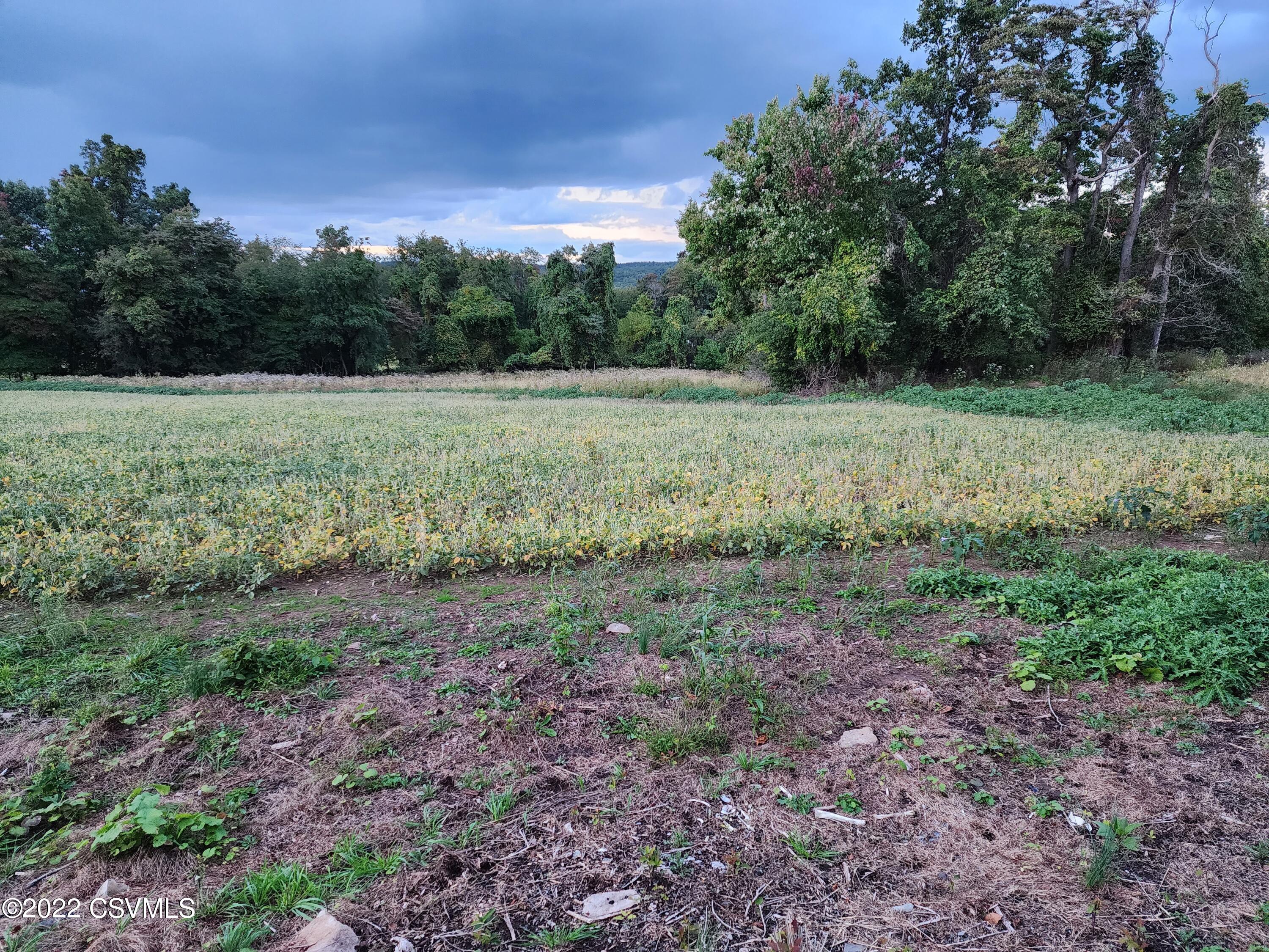Lot 8 Mountain Road Paxinos, PA 17860 - Photo 1 of 3 a view of a field with trees in the background