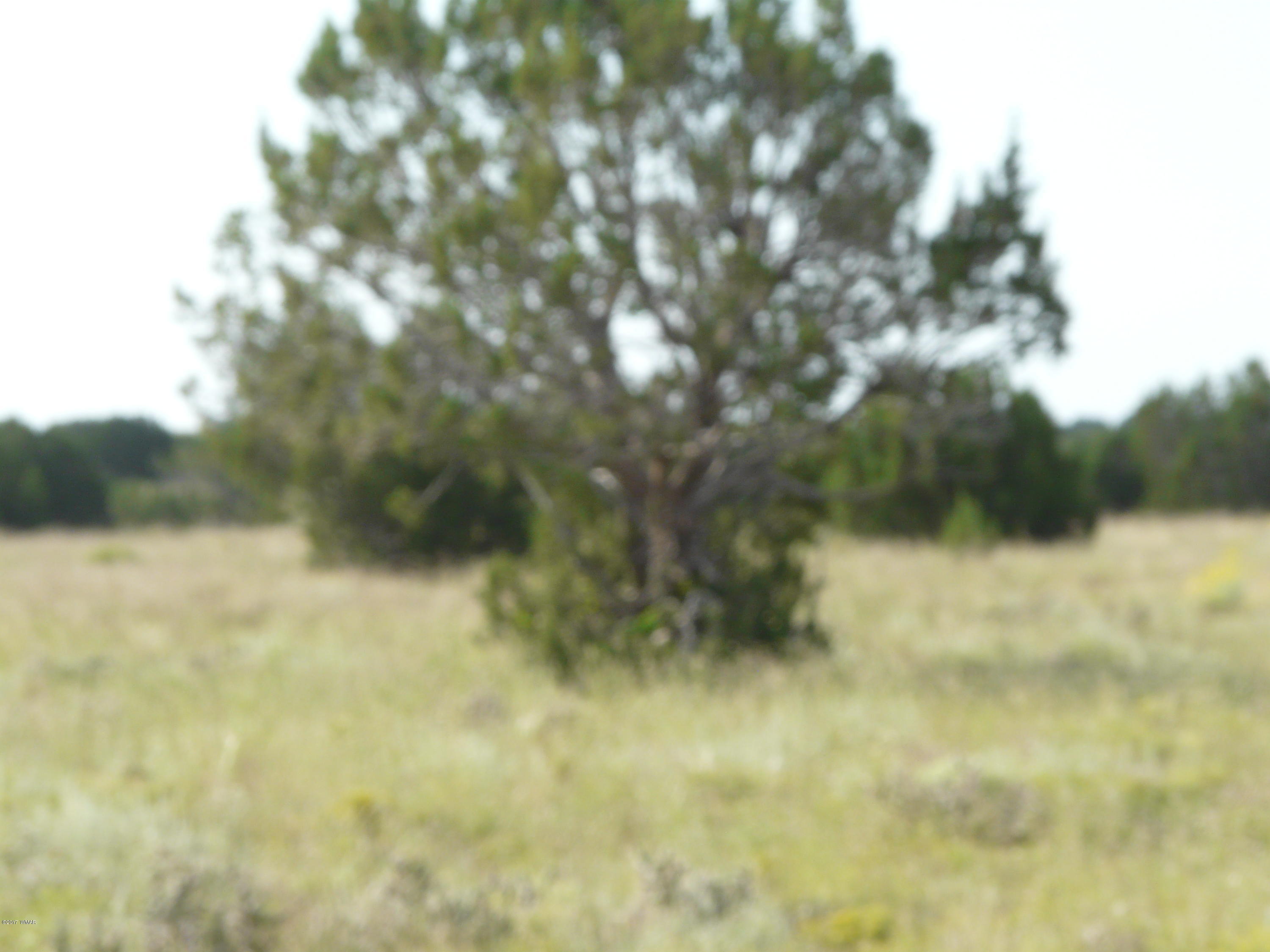 5711 Osprey (lot 2) Road Heber, AZ 85928 - Photo 5 of 8