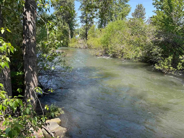 a view of a forest with trees