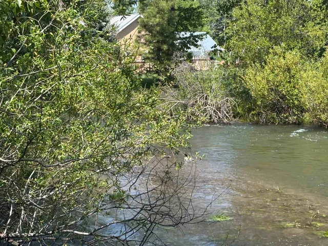 a picture of a tree with a lake