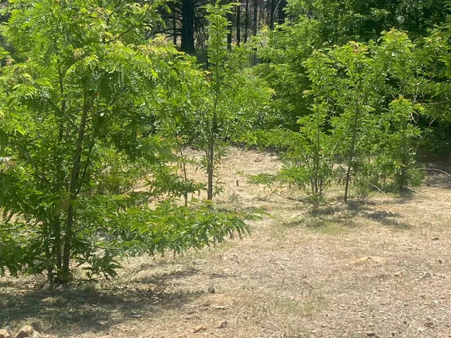 a view of a yard with plants and trees