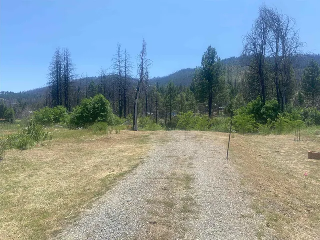 a view of backyard and tree