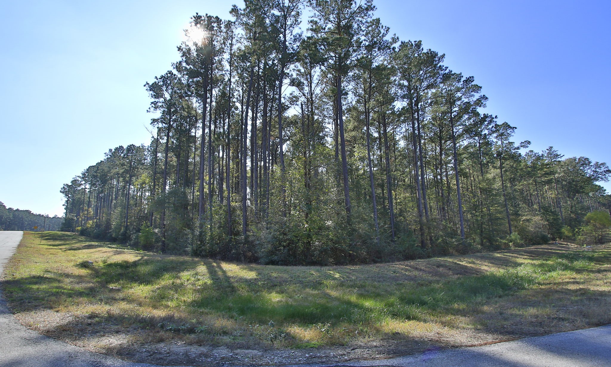 12-22-58 Grey Feather Road Huntsville, TX 77340 - Photo 5 of 21 a view of backyard with green space